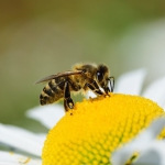 bee1